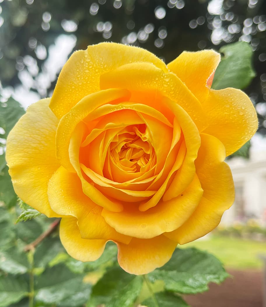 yellow rose