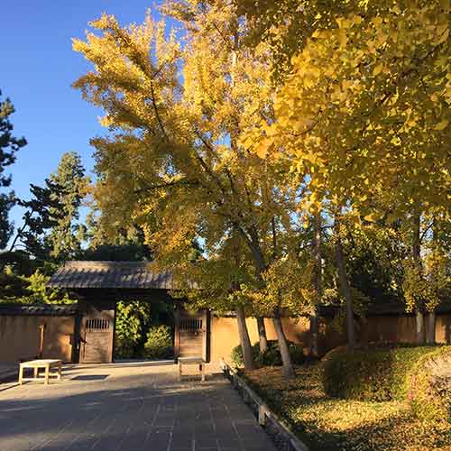 The golden leaves of Ginkgo biloba trees, seen here in the Japanese Garden’s Zen Court, provide a spectacular display of fall color and are a perennial favorite with visitors. Photo by Christine Quach.