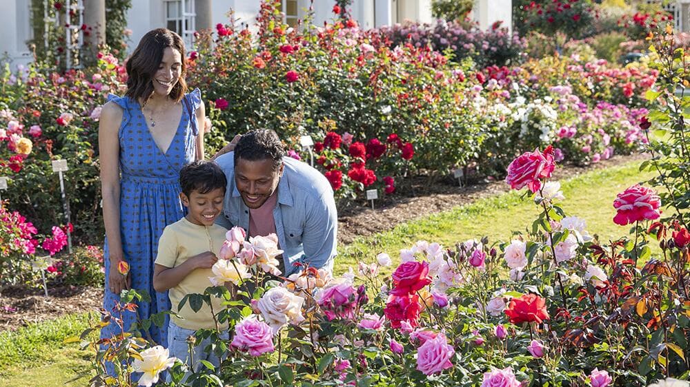 Two adults around a child looking at blooming roses in a garden.