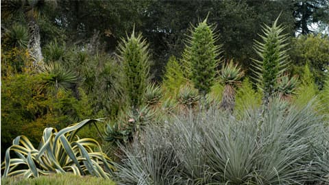 Puyas in the Desert Garden