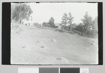 Jack London Ranch, hay fields
