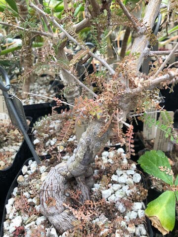 Operculicarya hyphaenoides