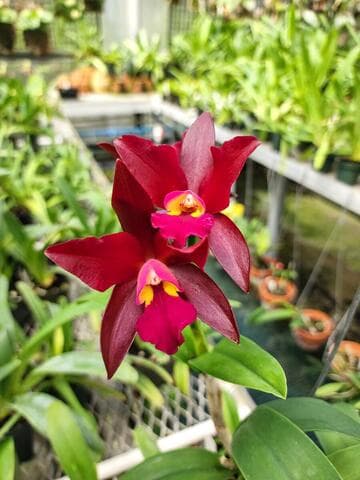Cattleya Chocolate 'Cerra Punta'