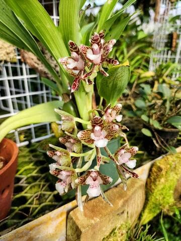 Batemannia peruviana