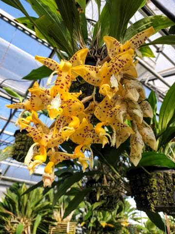 Stanhopea jenischiana