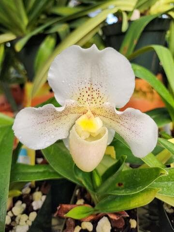Paphiopedilum Huddle 'George Town'