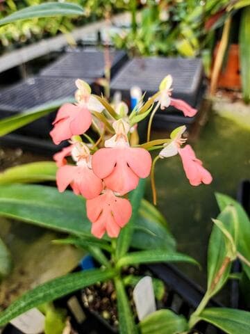 Habenaria rhodocheila