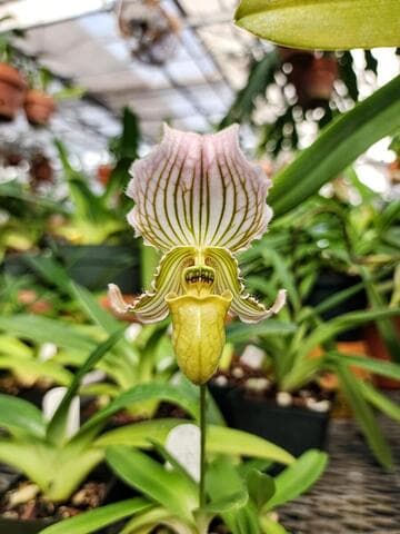 Paphiopedilum fairrieanum