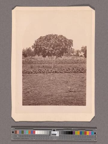 Young fig tree, Lake Vineyard house, Pasadena