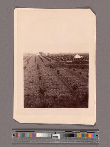 View from Lake Vineyard house, Pasadena