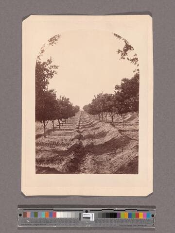 Citrus groves, Stoneman Ranch, San Gabriel, Cal