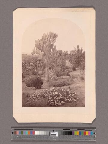 Garden scene at Willowdale, N.C. Carter's residence, San Gabriel