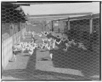 P2 - Poultry - Baker Hatchery