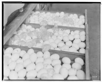 P2 - Poultry - Eggs & Chickens