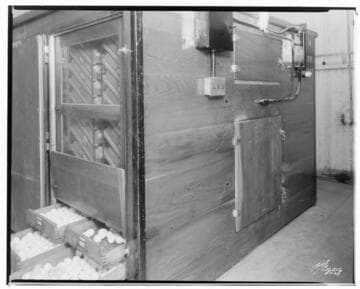 P2 - Poultry - Hatching Chickens