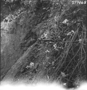 Kaweah #3
