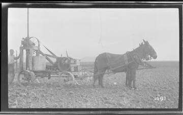 A man and two mules with well drilling equipment for tree planting in Tulare County