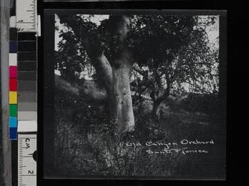 Old Canyon Orchard. Santa Monica