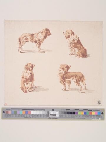 Four dog studies