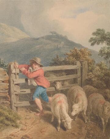 Boy and Sheep