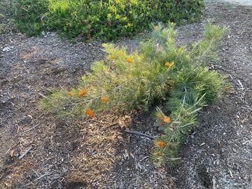 Grevillea 'Kings Sunrise'