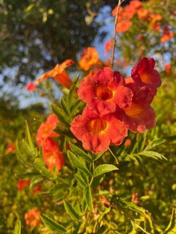 Tecoma [Bells of Fire™] = 'TEC6010916'