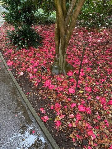 Camellia japonica 'Princess Lavender'