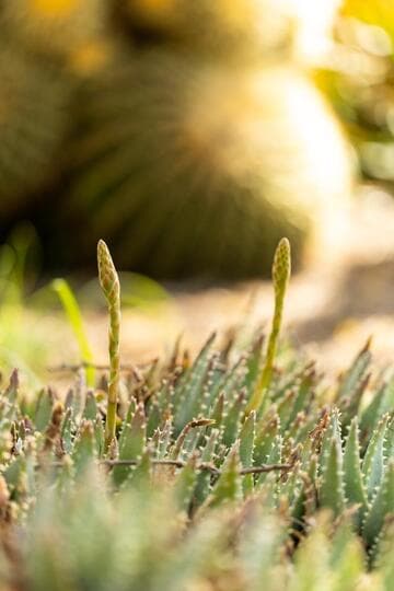 Aloe brevifolia