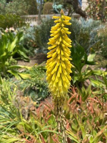 Kniphofia 'Dwarf Yellow'