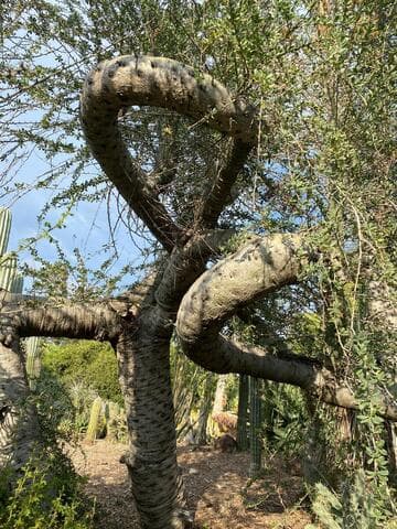 Fouquieria columnaris