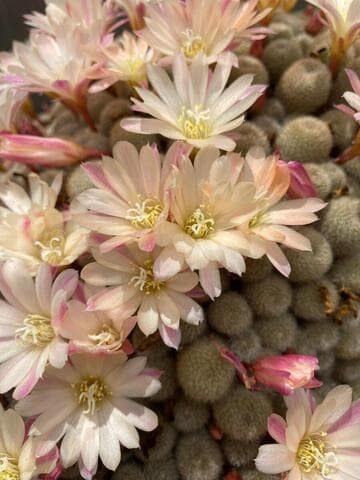 Rebutia 'Sunrise'