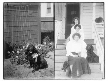 Dog with ribbon ; three women on porch steps with a dog