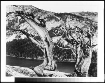 Junipers, Tenaya Lake, Sierra Nevada