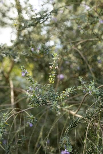 Westringia 'Amethyst'