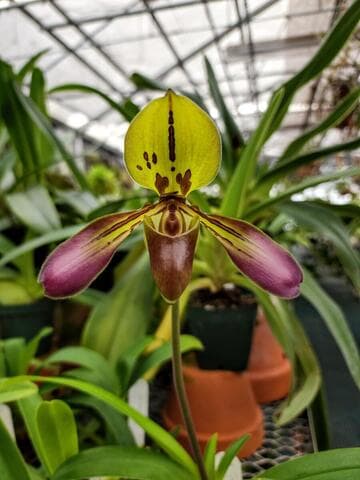 Paphiopedilum tigrinum 'Huntington's Crouching Tiger' AM/AOS