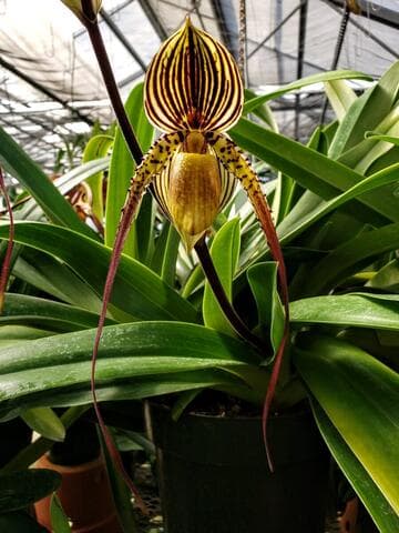 Paphiopedilum Kemp Tower 'Huntington' AM/AOS