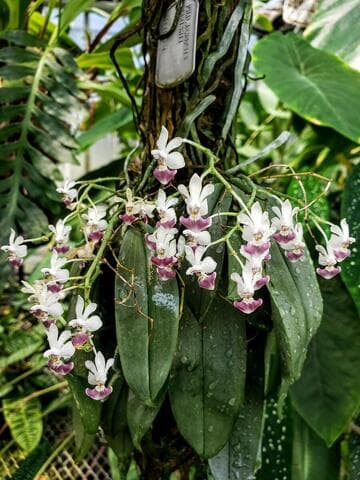 Phalaenopsis parishii
