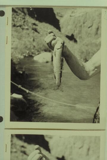 Trout from Tapeats
