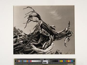 Juniper, Tenaya Lake, Sierra Nevada