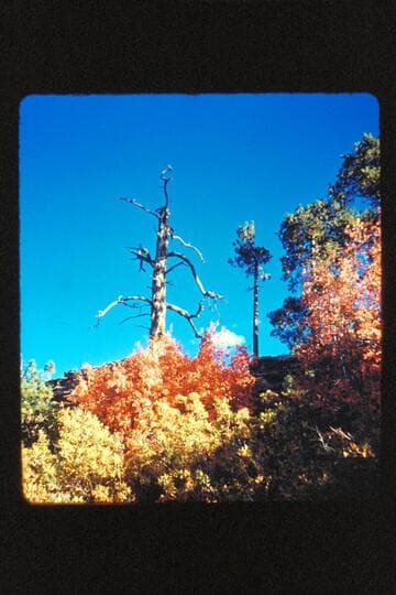 Trees; Frost Ranch
