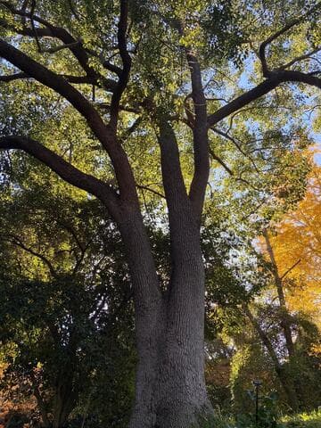 Camphora officinarum