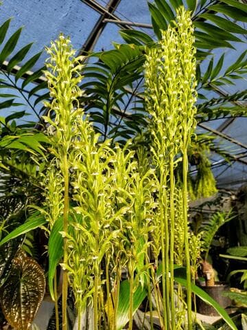 Pelexia laxa