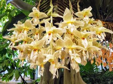 Stanhopea inodora