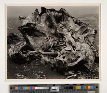 Drift Stump Crescent Beach, California North Coast