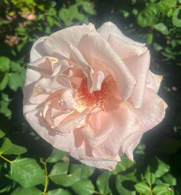 Rosa 'Gay Princess'