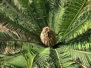 Dioon angustifolium