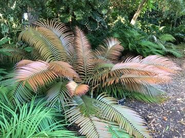 Ceratozamia fuscoviridis