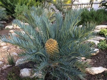 Encephalartos trispinosus