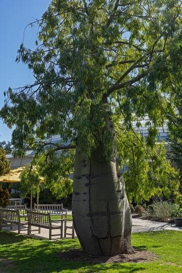 Brachychiton rupestris