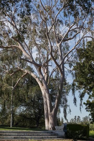 Eucalyptus citriodora